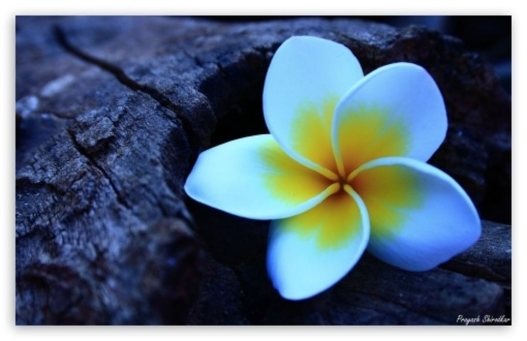 Inspired by the Frangipani, 